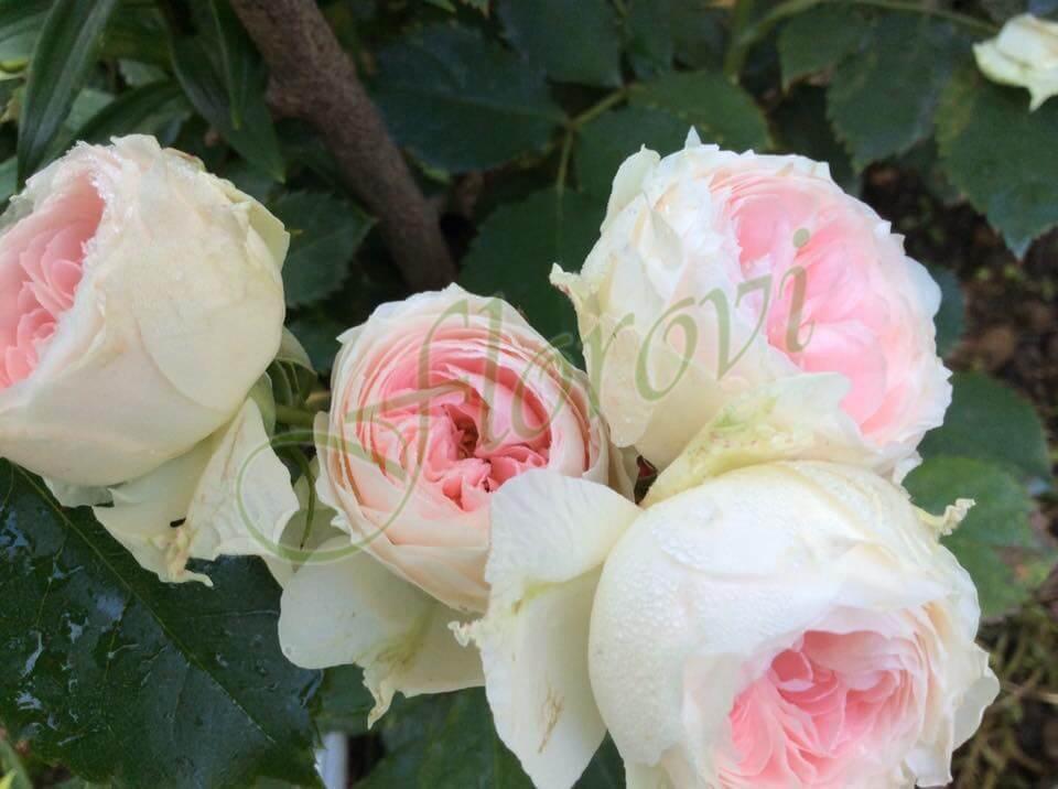 Щамбова роза Т6 Щамбова роза Т6