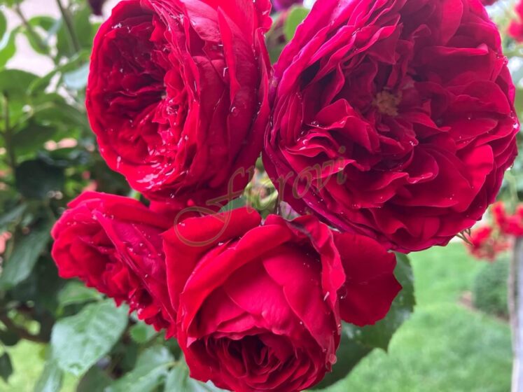 Щамбова роза Т4