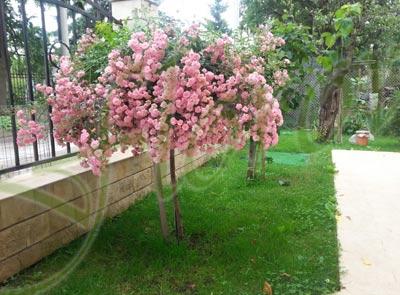 Розова щамбова роза