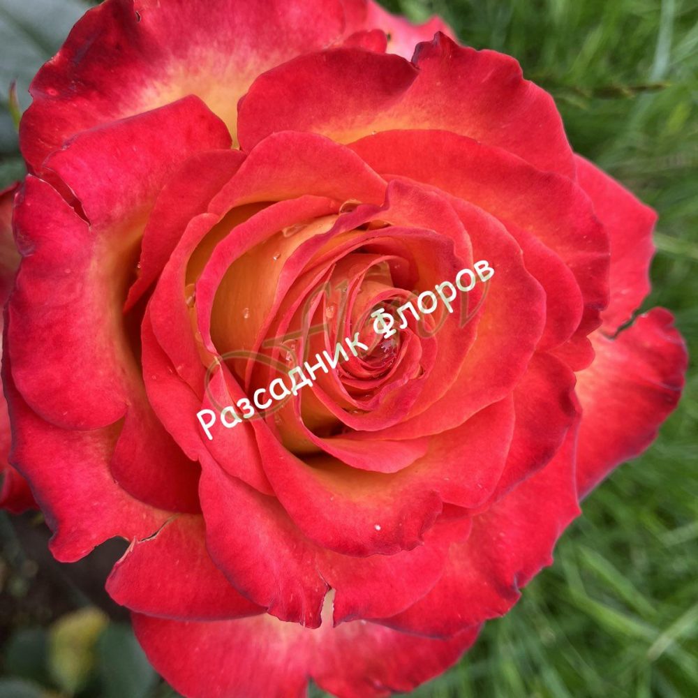 Щамбова роза Т15 Флоров