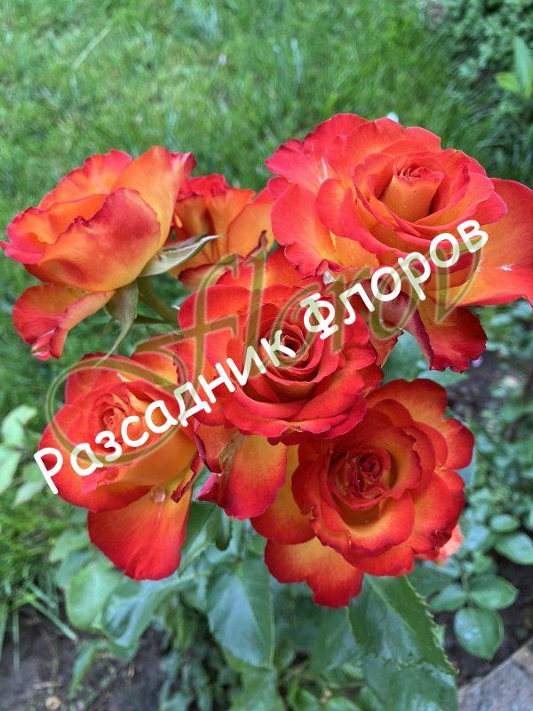 Щамбова роза Т15 Флорови