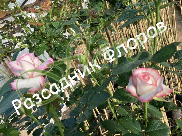 Щамбова роза Т8 от Флорови