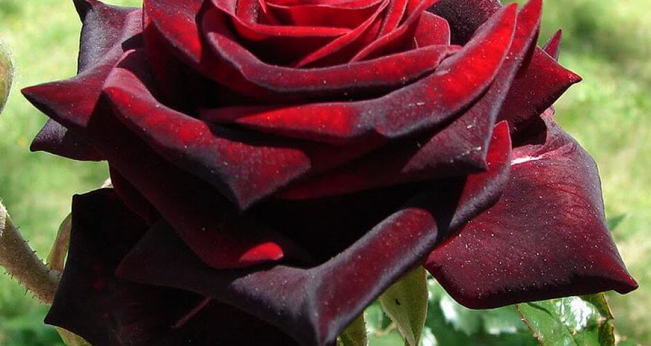 Тъмно червена роза