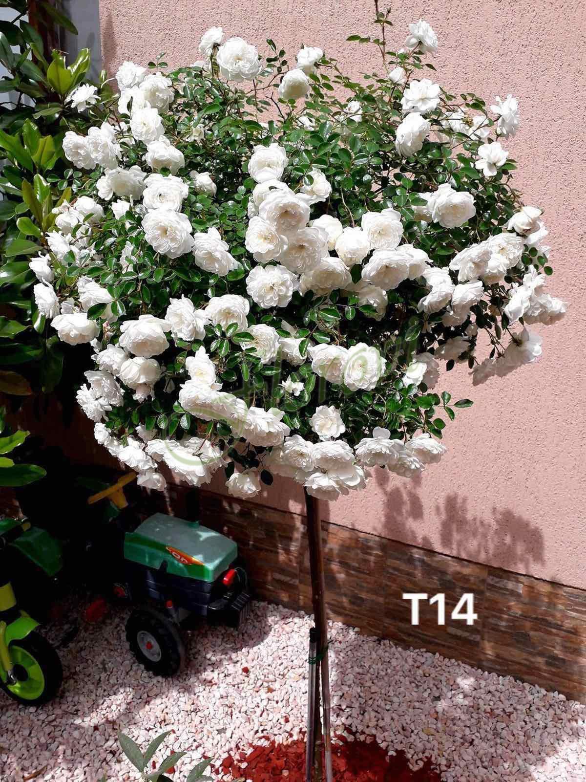 Щамбова роза Т14, поддържана с кръгла корона Щамбова роза Т14 с кръгла корона