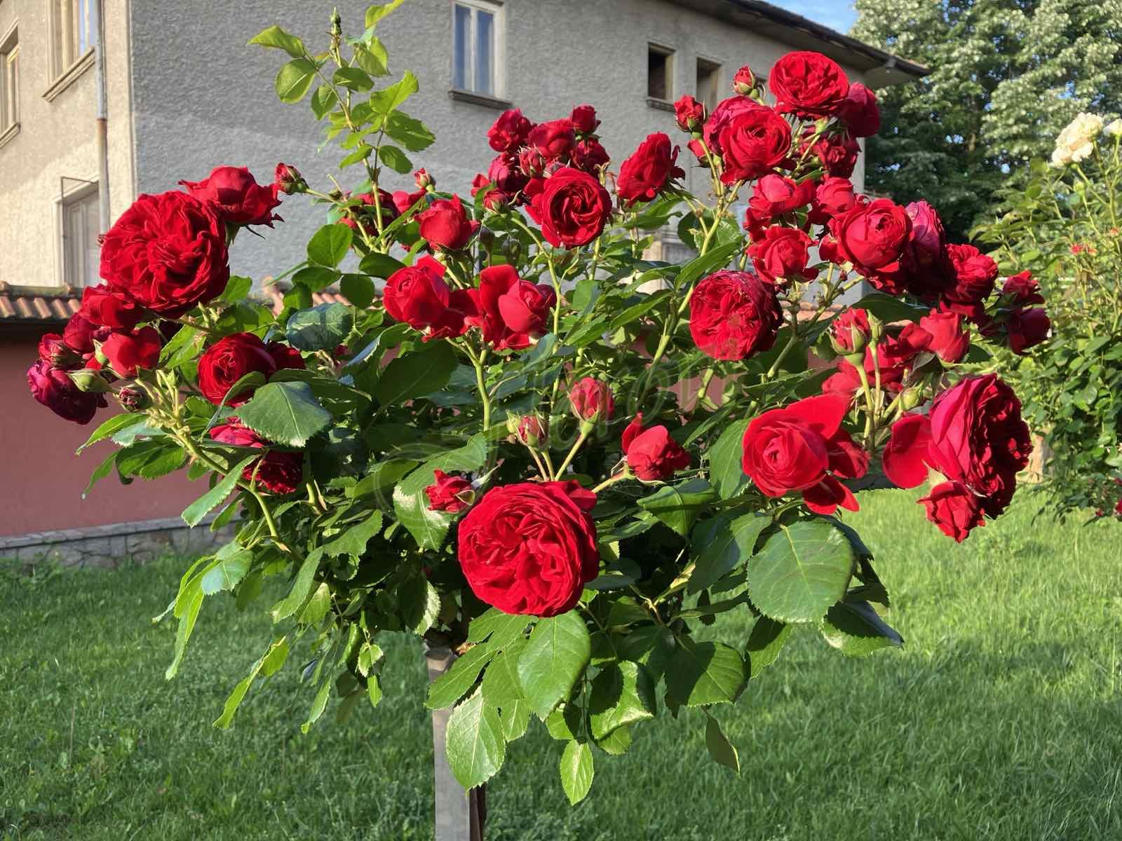 Щамбова роза Т4