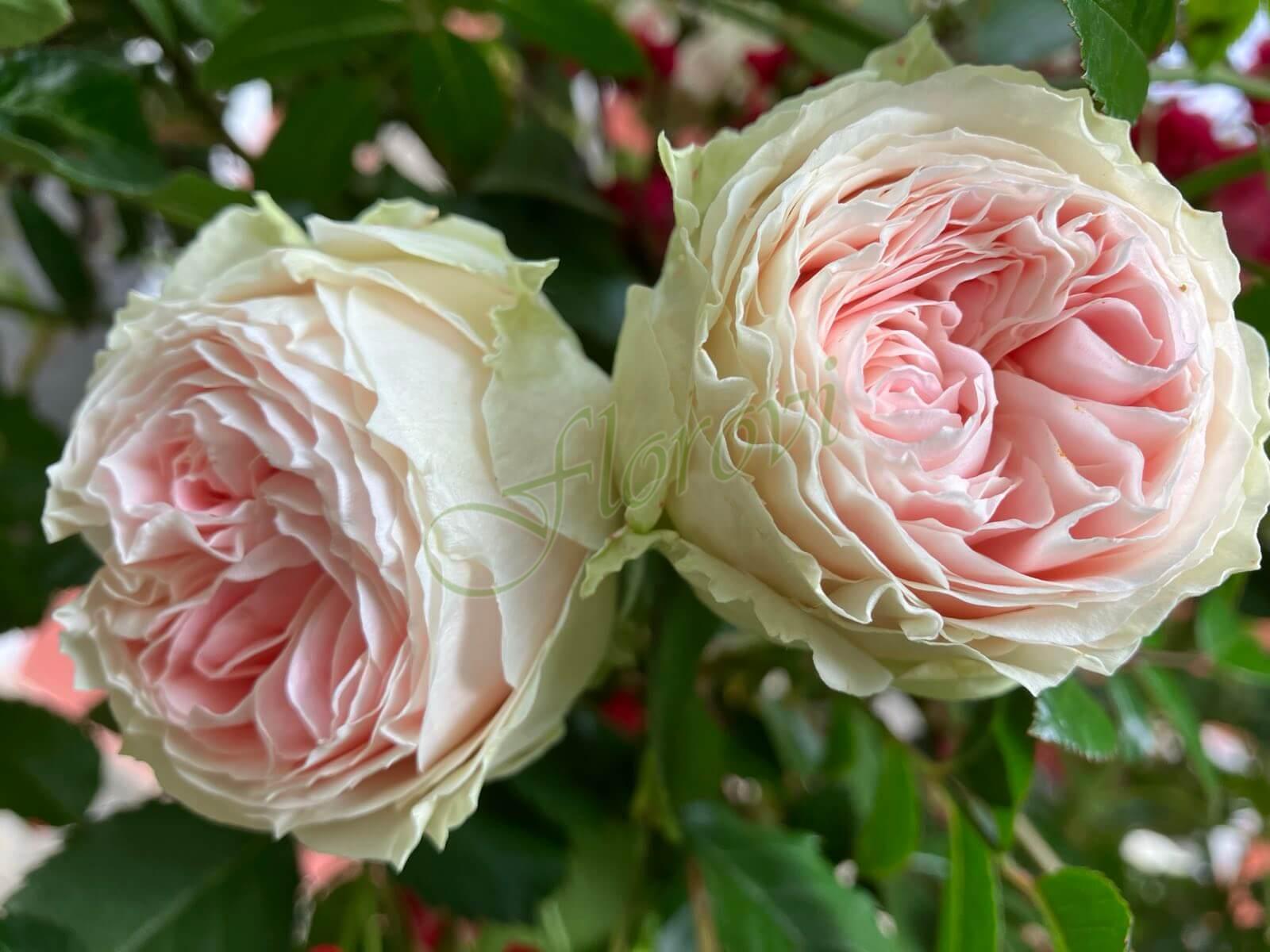 Щамбова роза Т6 от Флоров Щамбова роза Т6 от Флоров