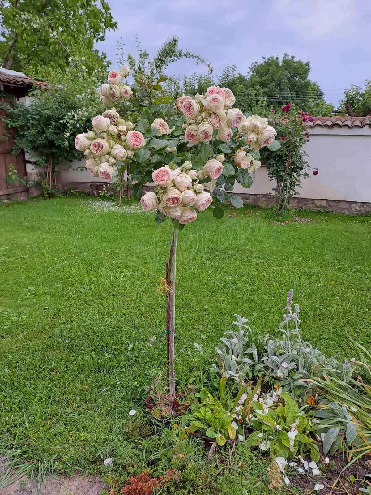 Щамбова роза Т6 от Флоров Щамбова роза Т6 от Флоров