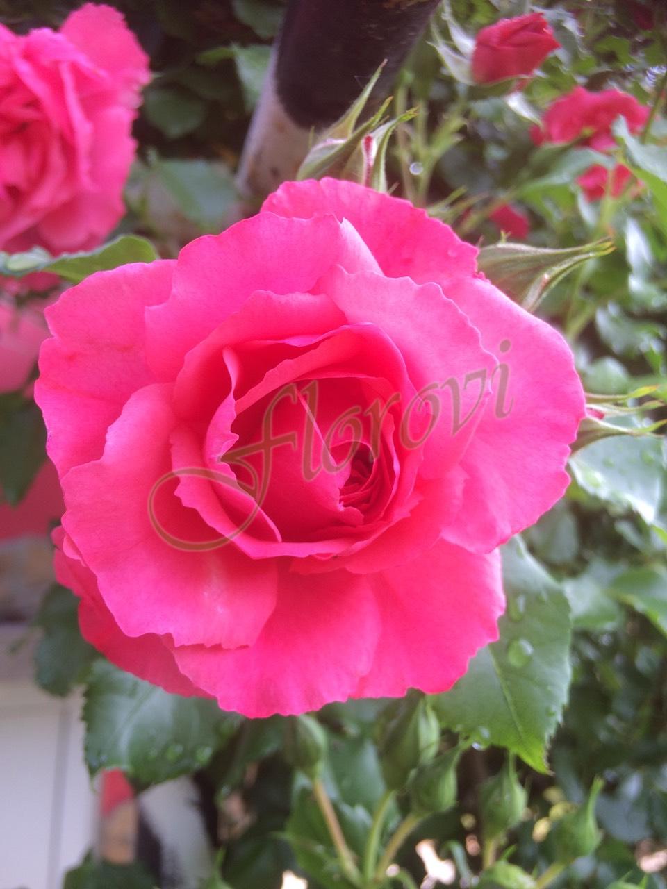 Т12РК Роза Т12РК