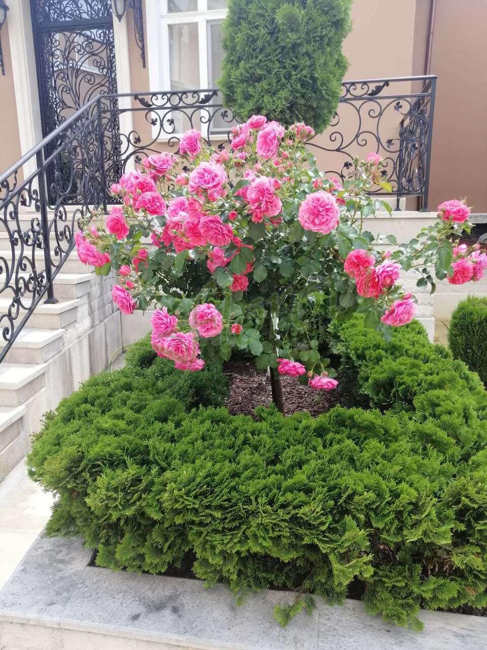 T12PK Роза Т12РК