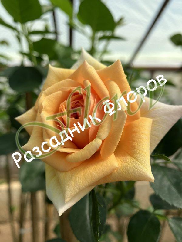 Щамбова роза Т15М Флоров