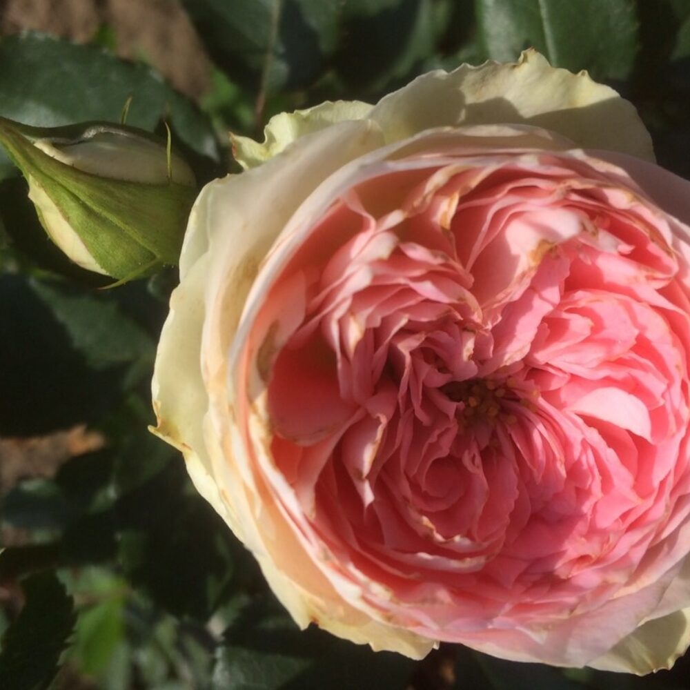 Храстовидна роза, ном. 51 – Рози Флорови