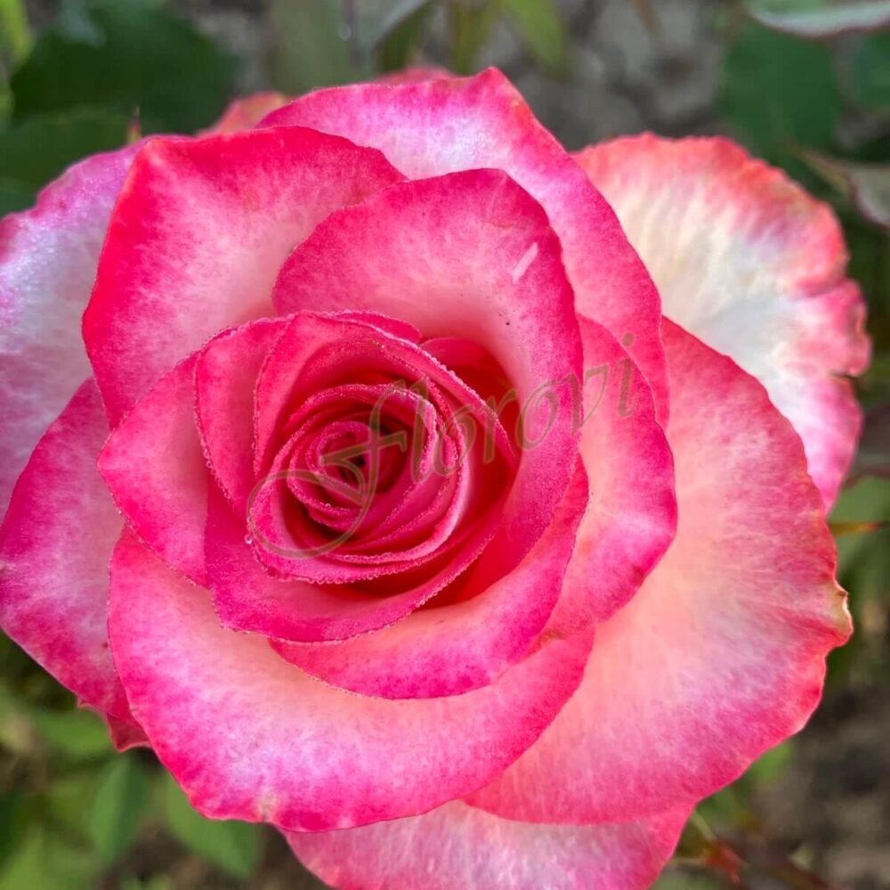 Храстовидна роза кат. номер 10