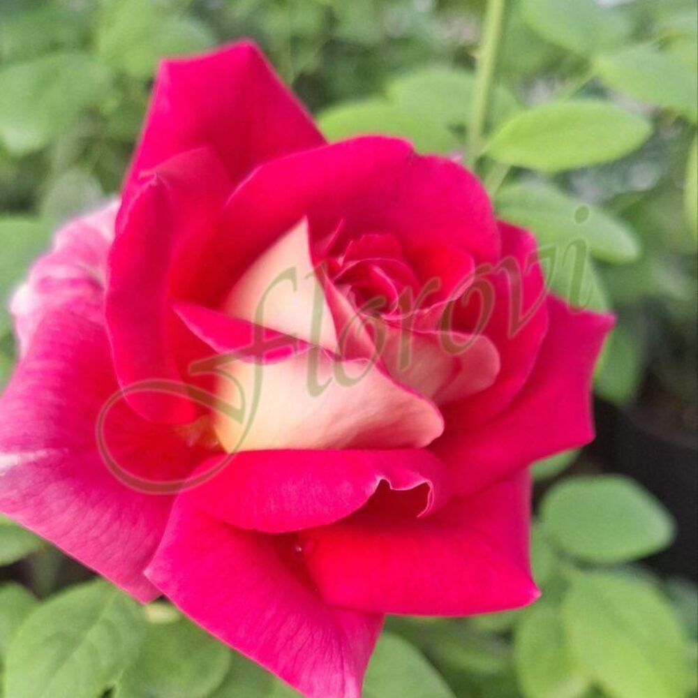 Храстовидна роза 54, разсадник Флорови