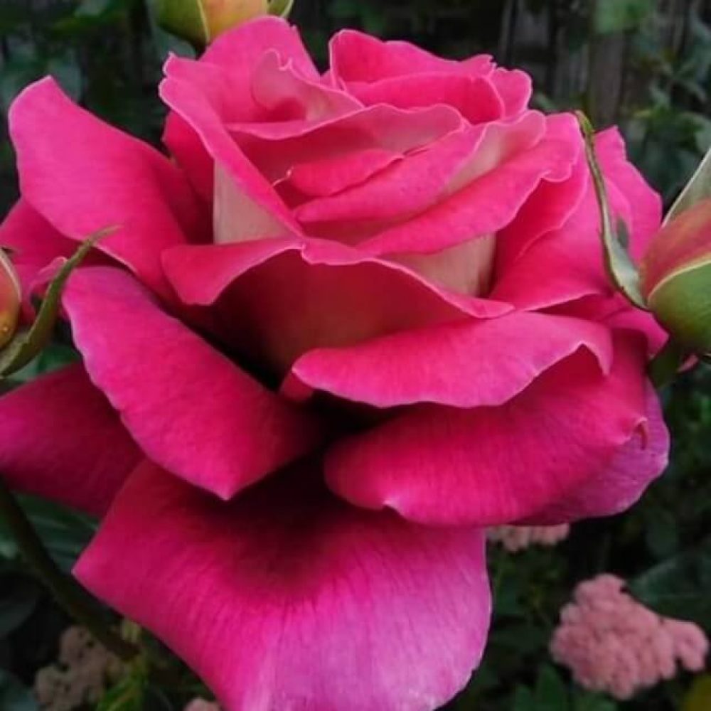 new-roza-62