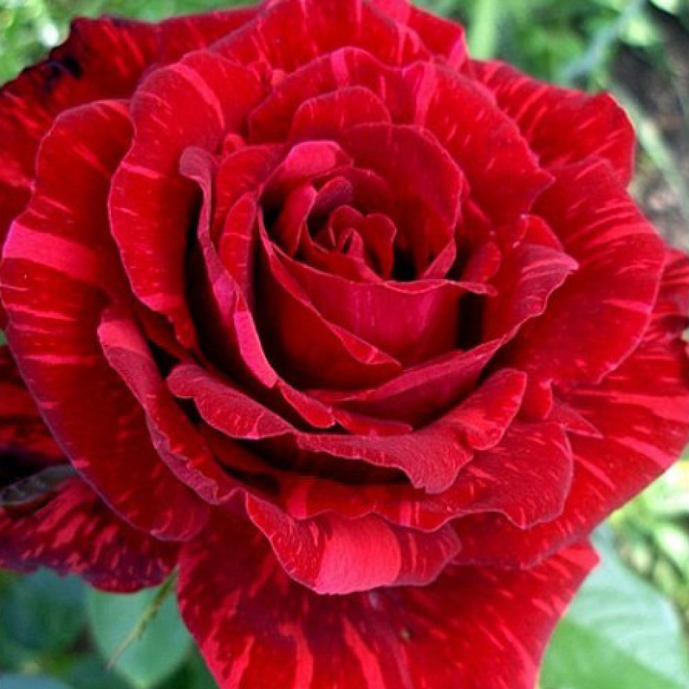 Храстовидна роза номер 60
