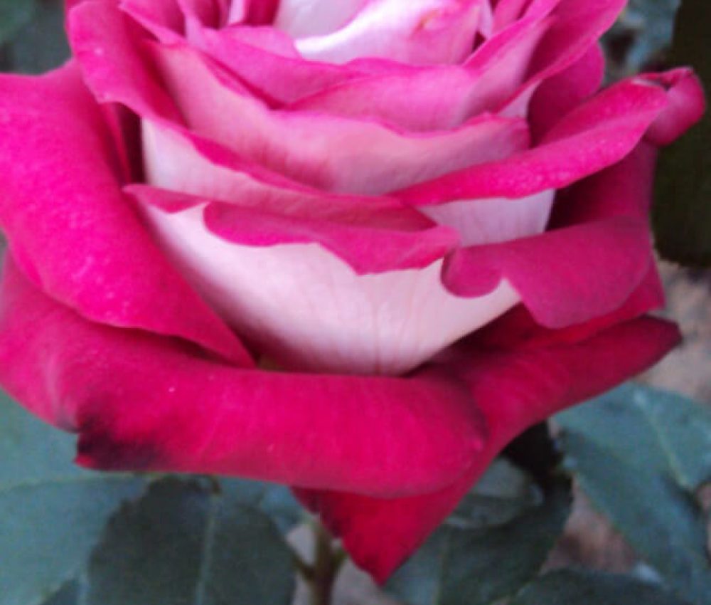 Храстовидна роза номер 62