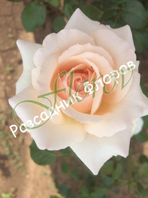 Храстовидна роза номер 65