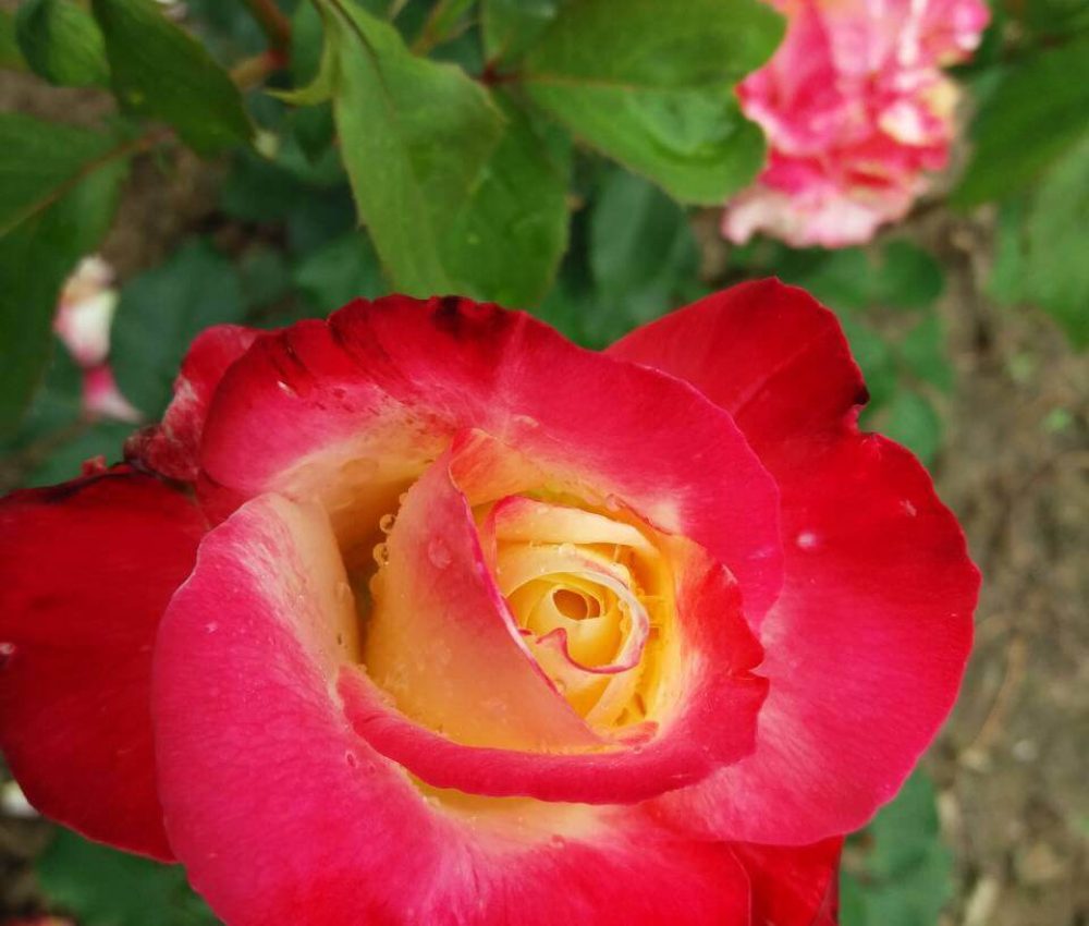 Храстовидна роза номер 66