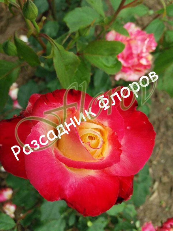 Храстовидна роза номер 66