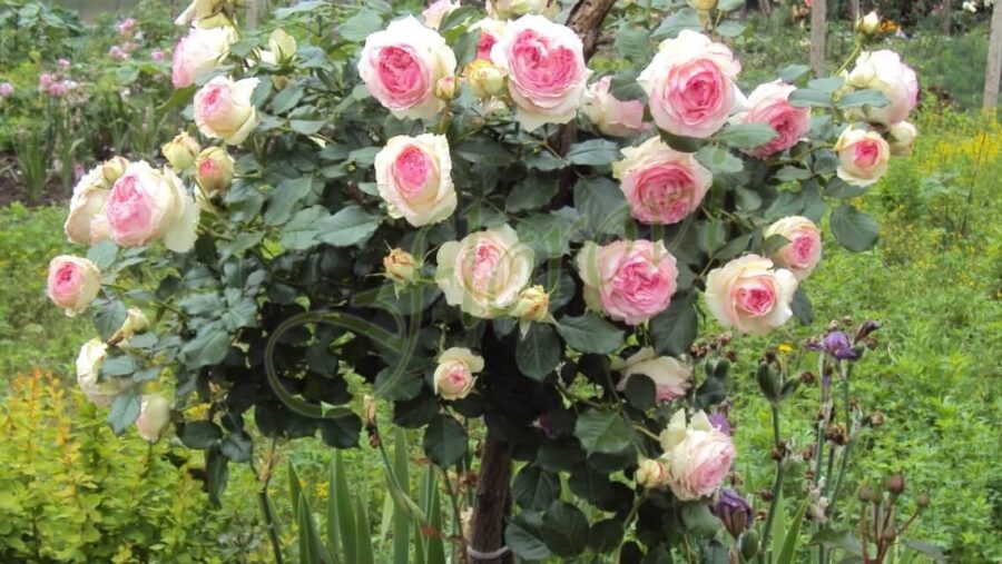 Щамбова роза Т6