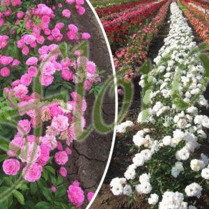 Бордюрни рози Бордюрни рози