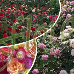 Храстовидни рози Храстовидни рози