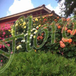 Катерещи рози Катерещи рози