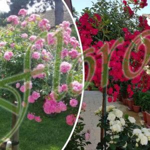 Щамбови рози Щамбови рози