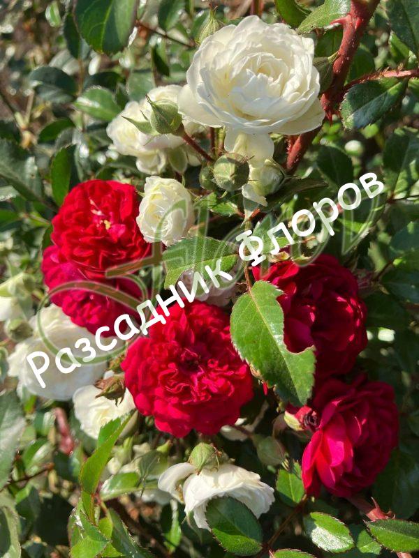 Плачеща щамбова роза Т22
