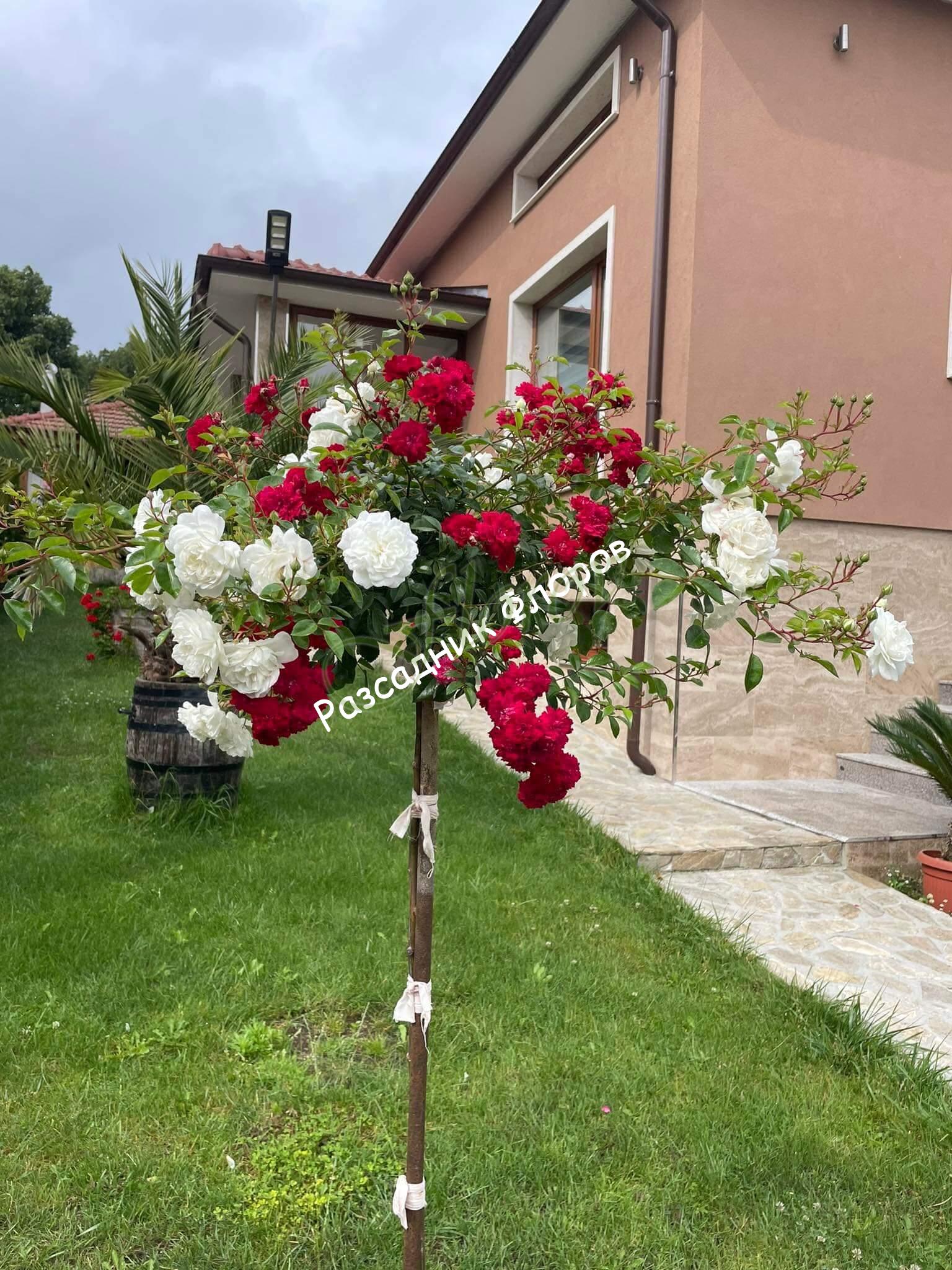 Комбинирана щамбова роза Комбинирана щамбова роза