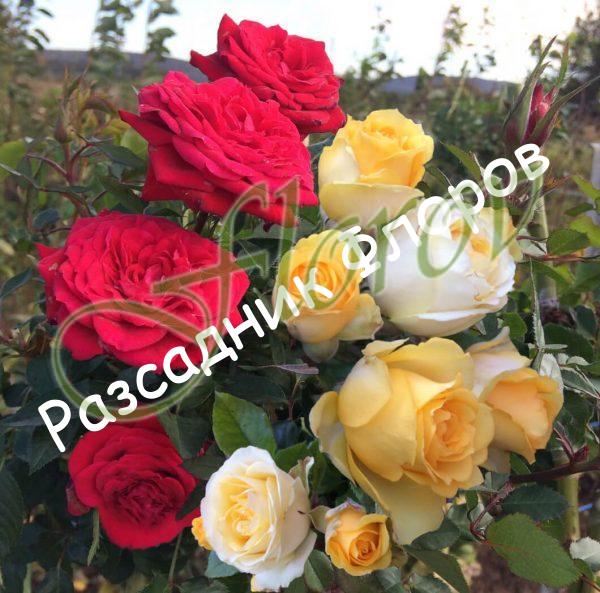 Щамбова роза Т23