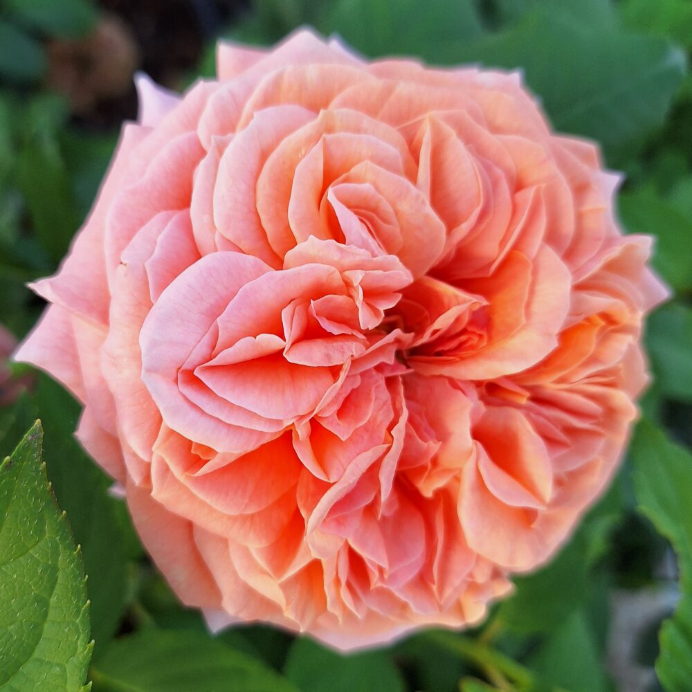 Храстовидна роза, ном. 57 – Рози Флорови