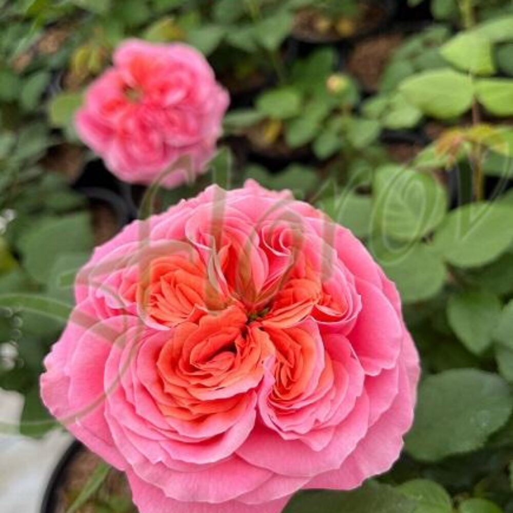 Храстивидна роза номер 57