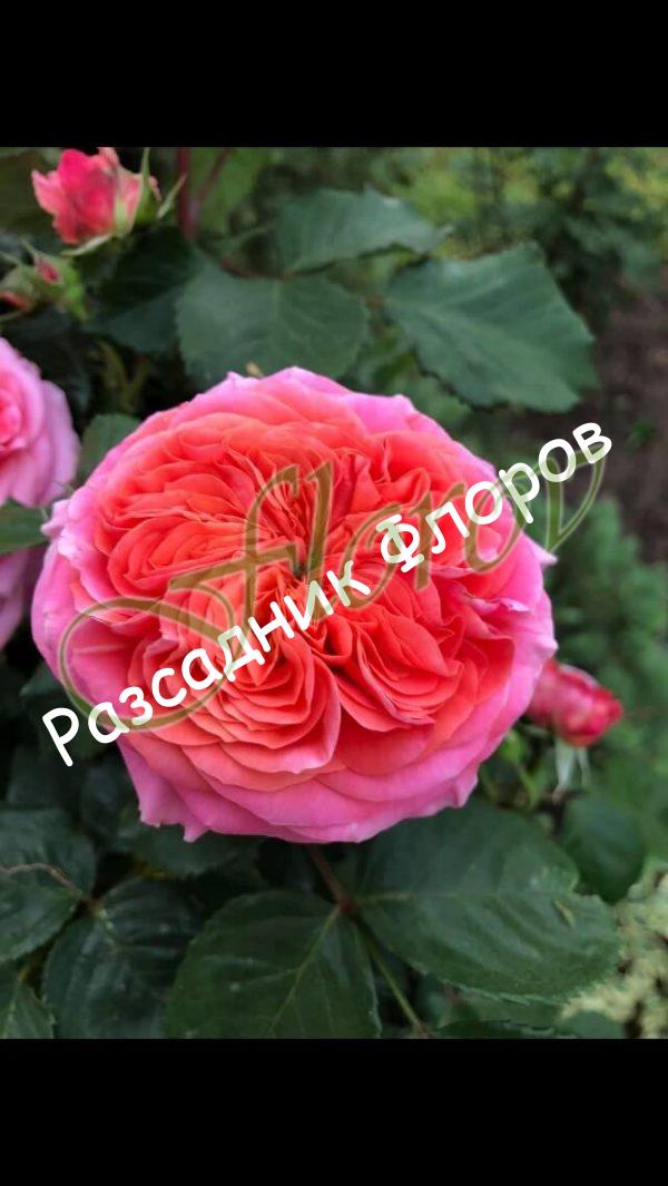 Роза 67