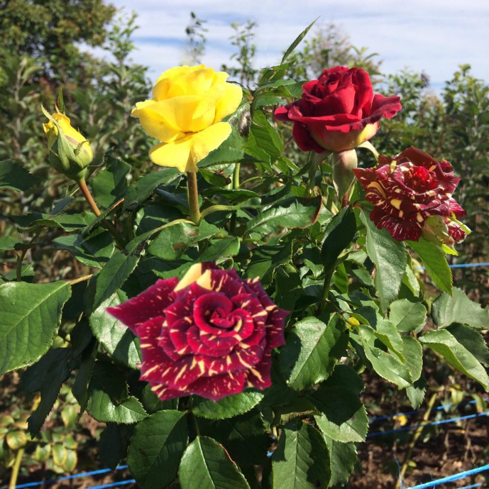 Щамбова роза Т26