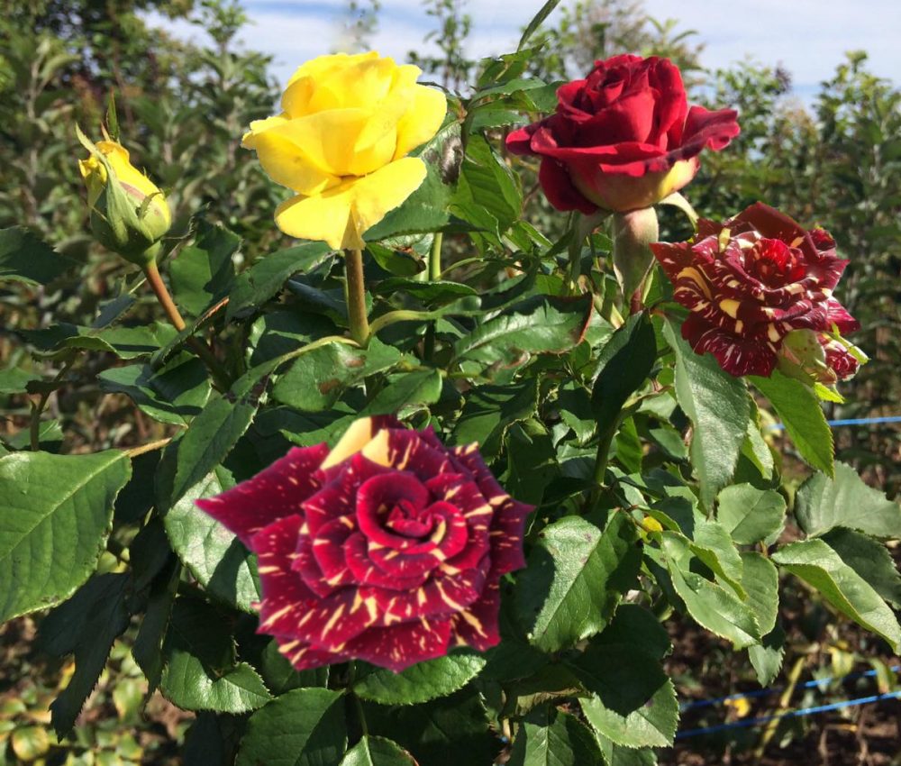 Щамбова роза Т26