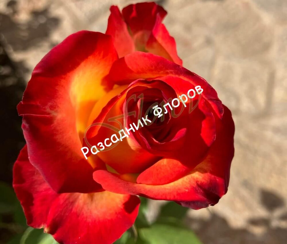 Щамбова роза Т15 Флоров