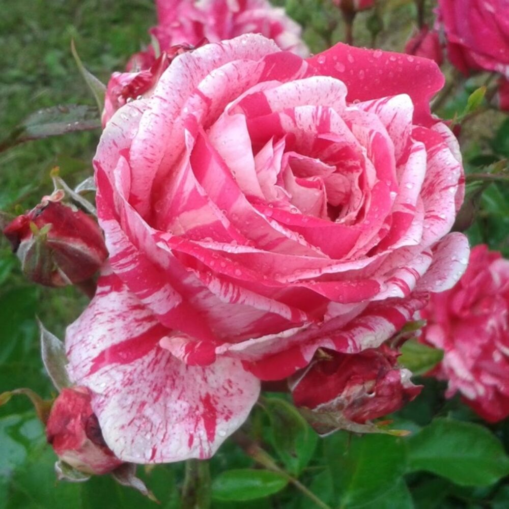 щамбова роза Т8
