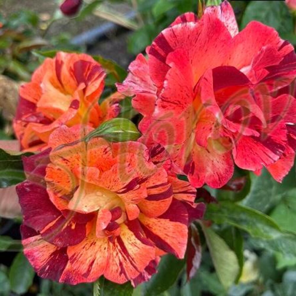 Роза каталожен номер 104