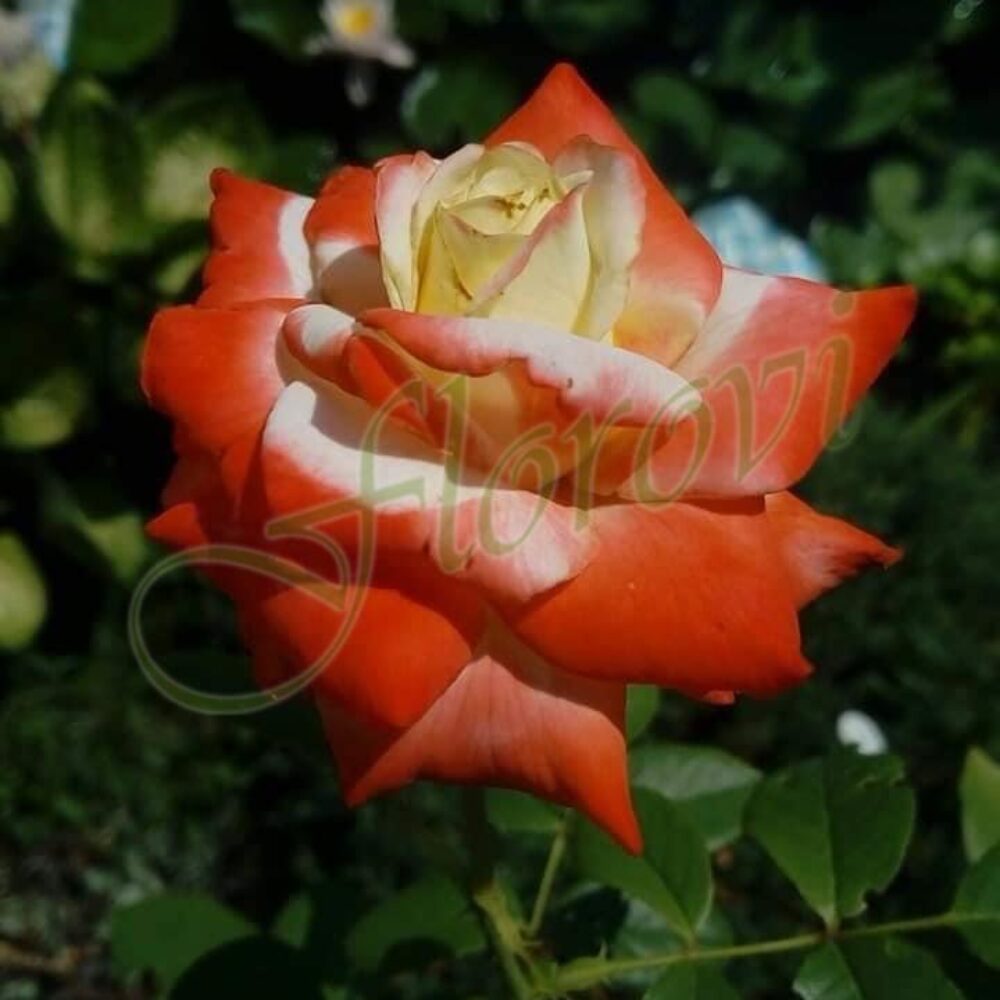 Храстовидна роза 64 от Флорови