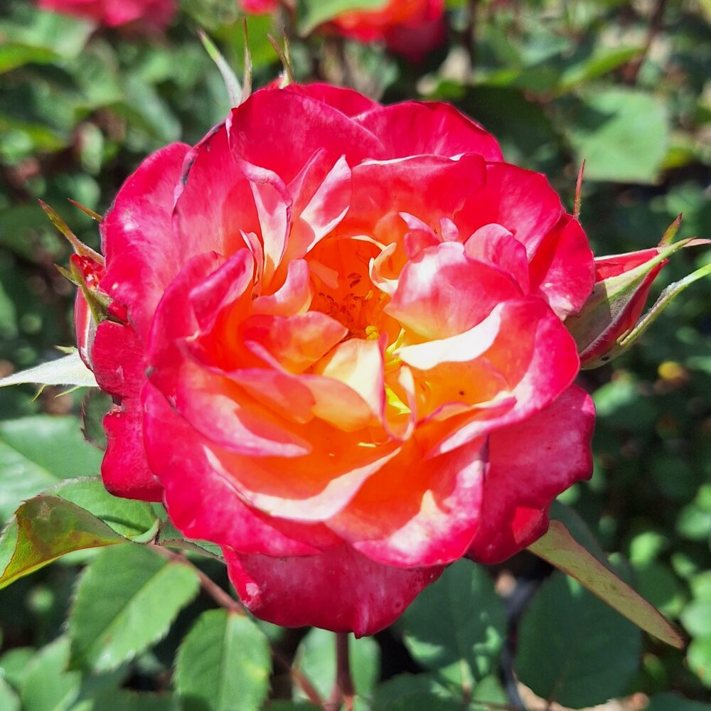 Храстовидна роза, ном. 52 – Рози Флорови