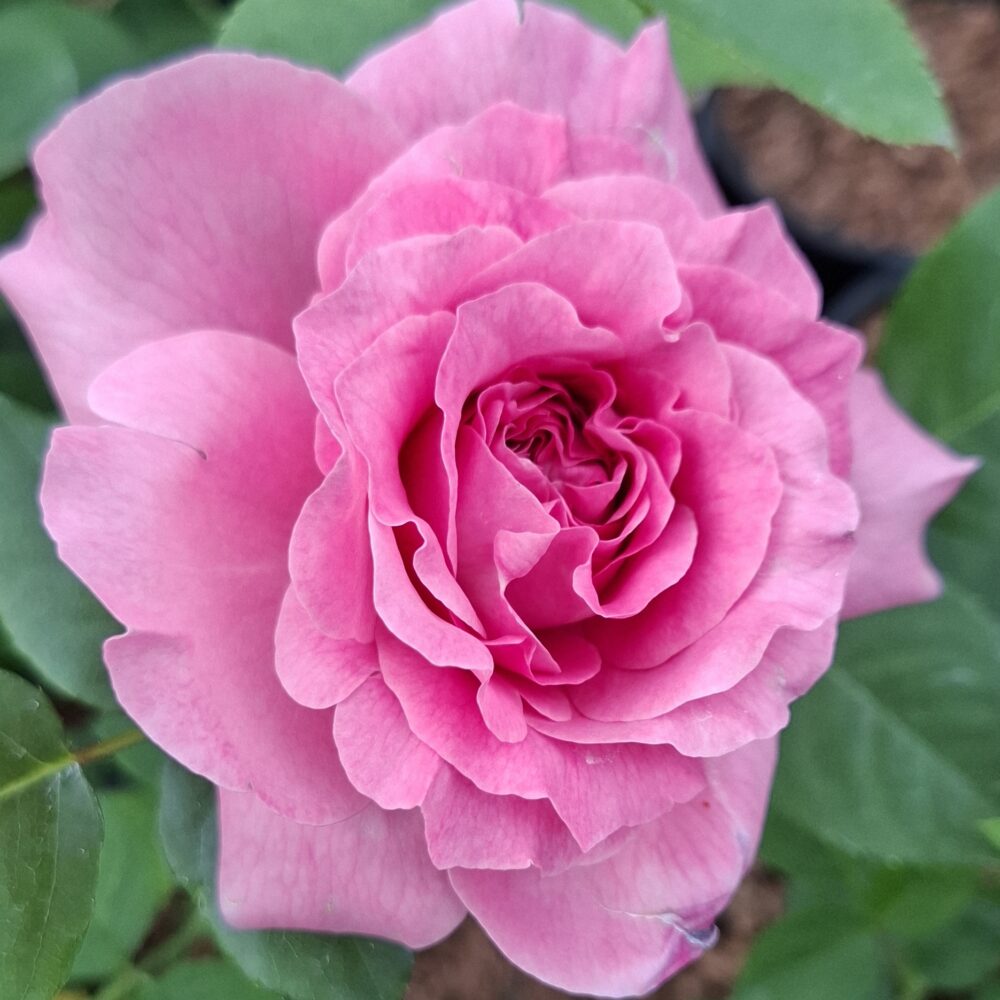 Храстовидна роза, ном. 58 – Рози Флорови