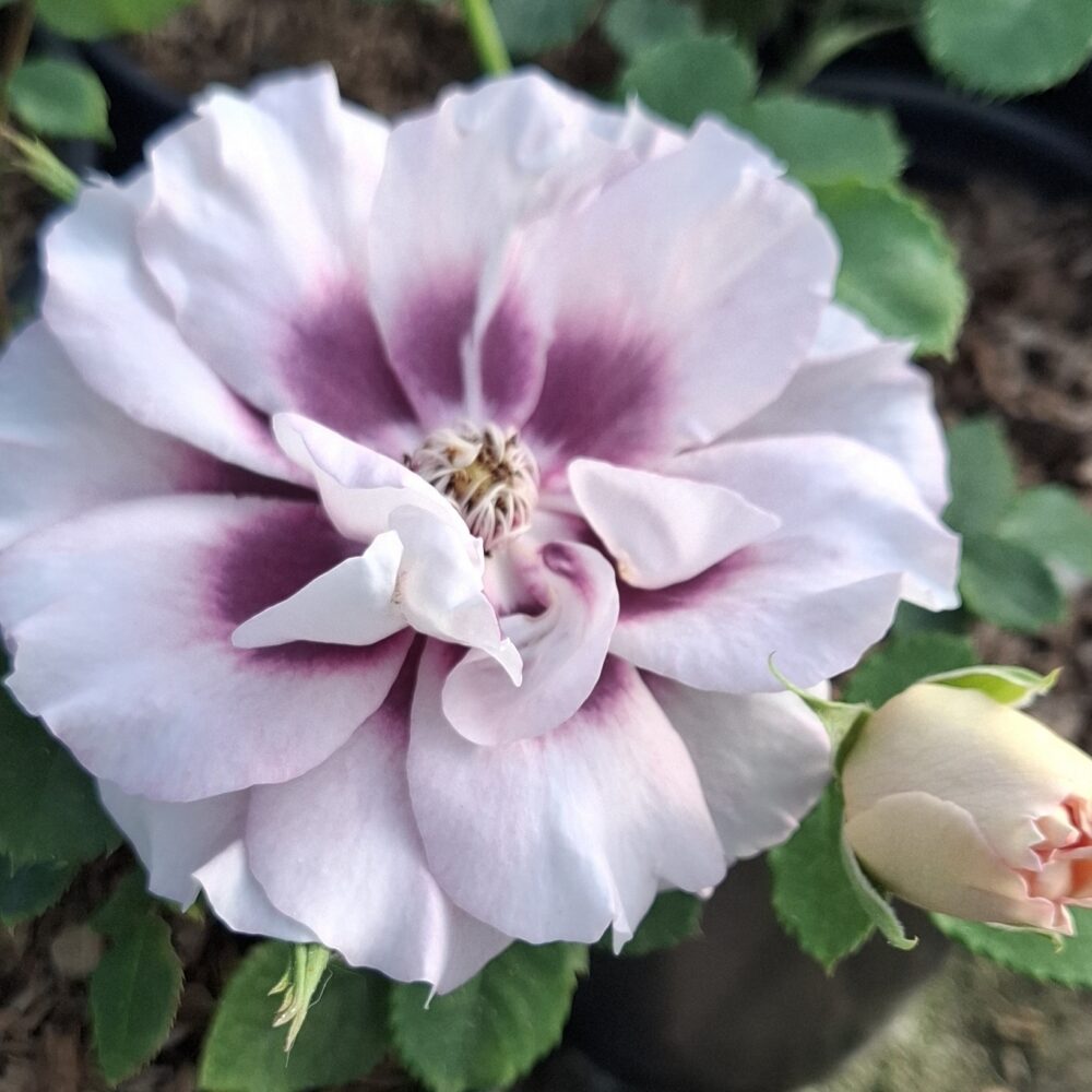 Храстовидна роза, ном. 61 – Рози Флорови