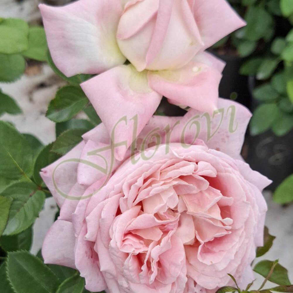 Храстовидна роза кат. номер 103