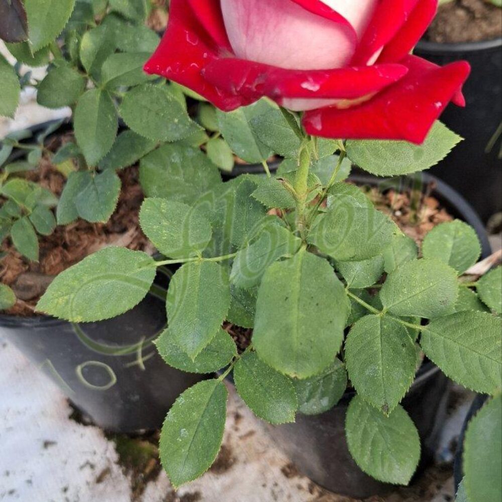 Храстовидна роза номер 107