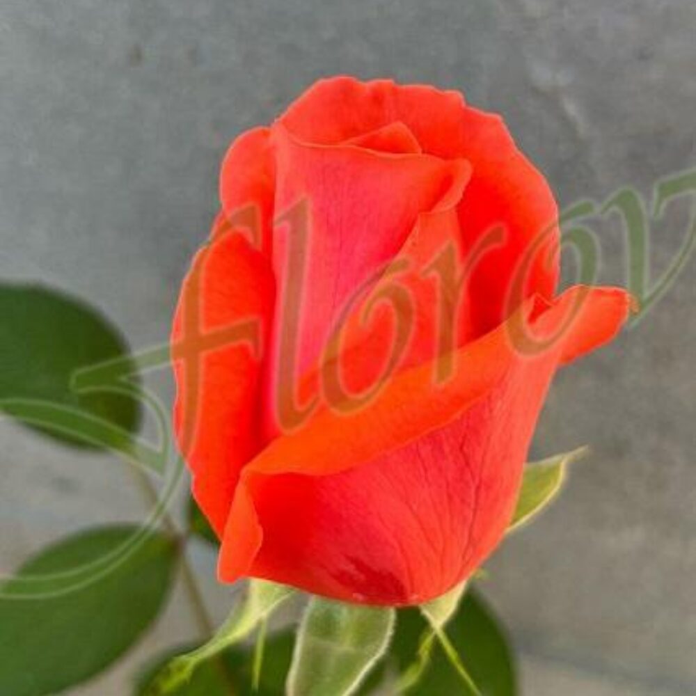 Храстовидна роза номер 113 от Флорови