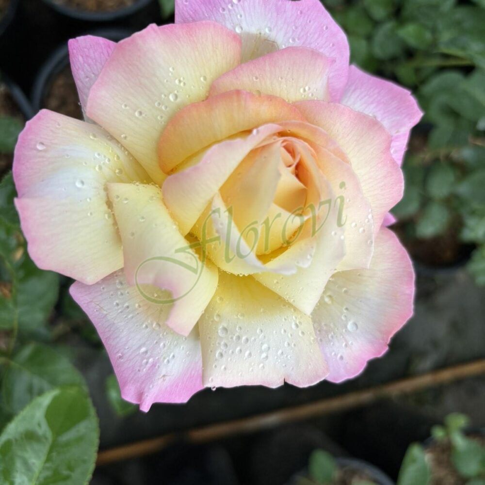 Храстовидна роза номер 16