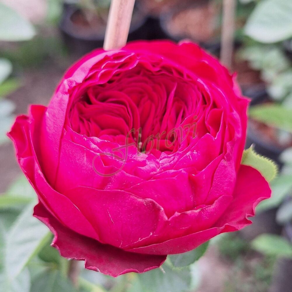 Храстовидна роза номер 48