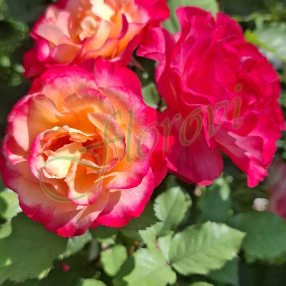 Храстивидна роза номер 52