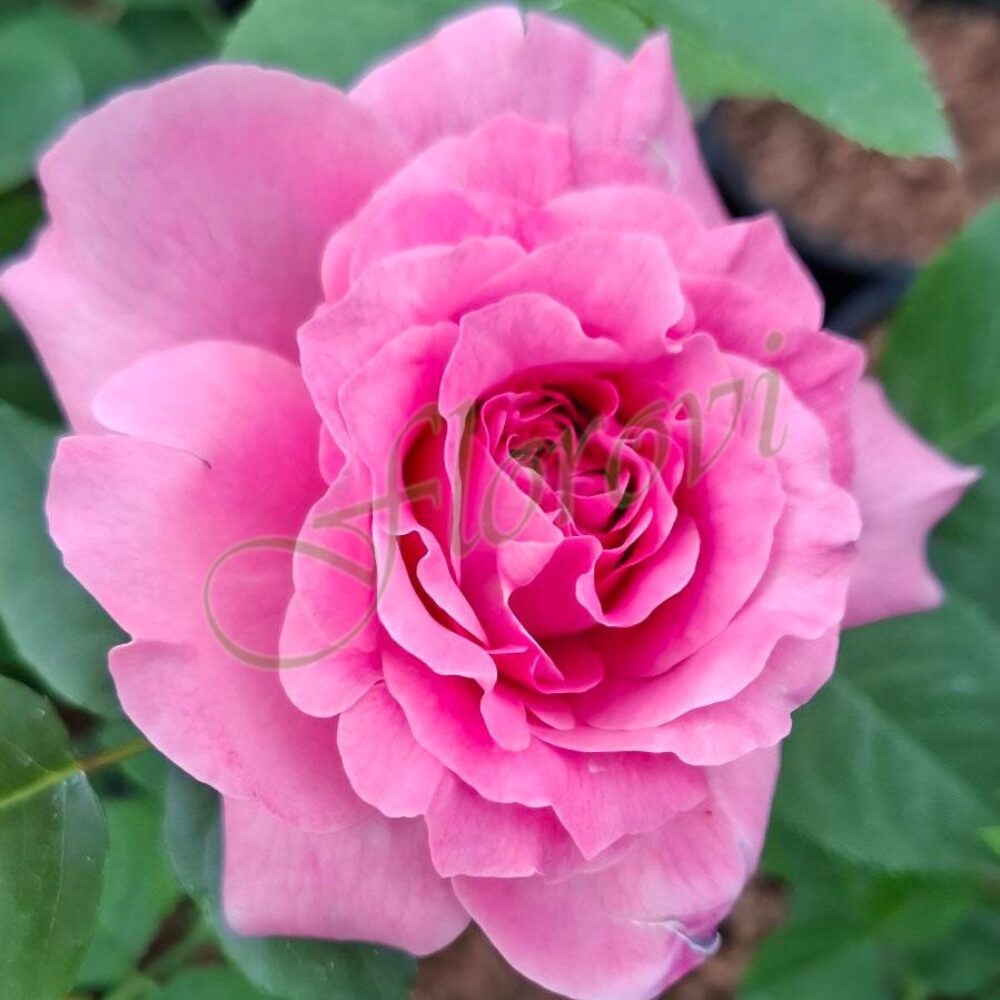 Храстовидна роза номер 58